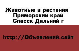  Животные и растения. Приморский край,Спасск-Дальний г.